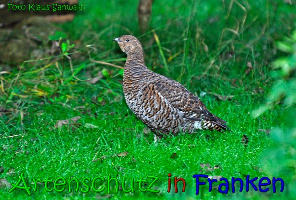 Bild zum Eintrag (1134408-160)