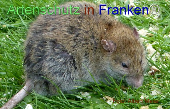 Bild zum Eintrag (1134610-160)