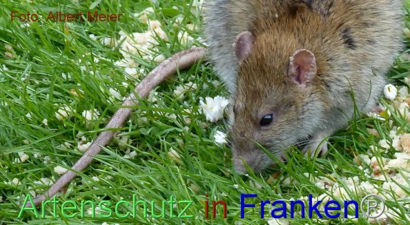 Bild zum Eintrag (1134611-160)