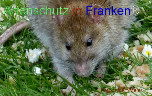 Bild zum Eintrag (1134612-160)