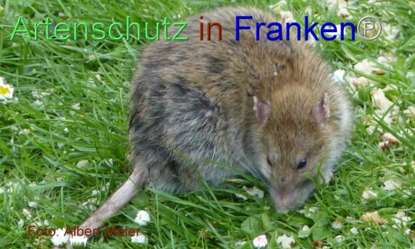 Bild zum Eintrag (1134613-160)