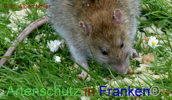 Bild zum Eintrag (1134614-160)