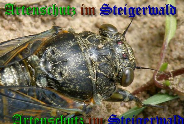 Bild zum Eintrag (1134703-160)