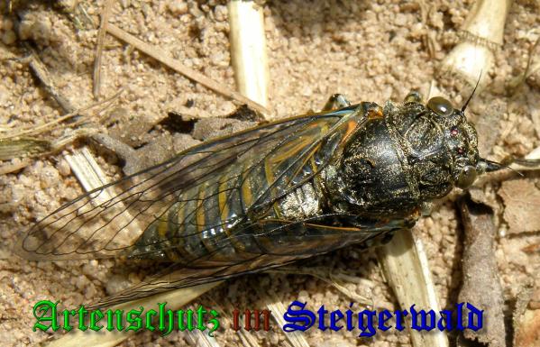 Bild zum Eintrag (1134705-160)