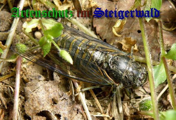 Bild zum Eintrag (1134707-160)