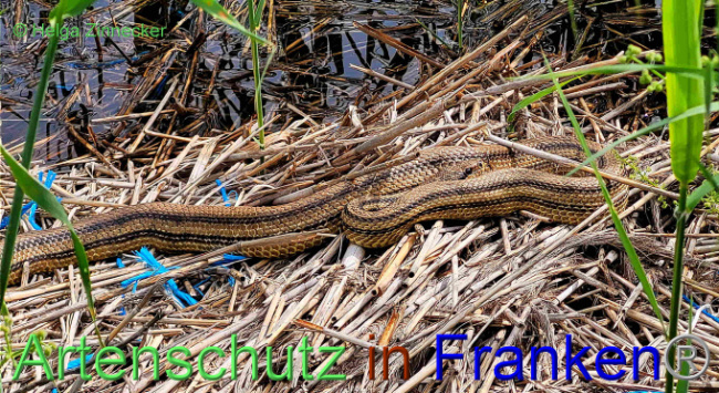 Bild zum Eintrag (1134720-160)