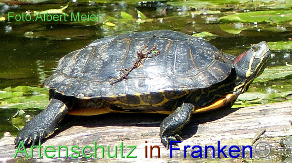 Bild zum Eintrag (1134730-160)