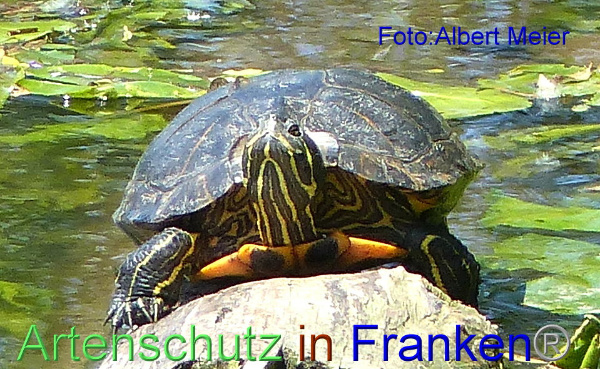 Bild zum Eintrag (1134736-160)