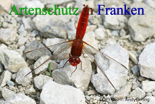 Bild zum Eintrag (1134771-160)