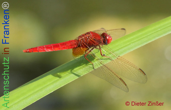 Bild zum Eintrag (1134785-160)