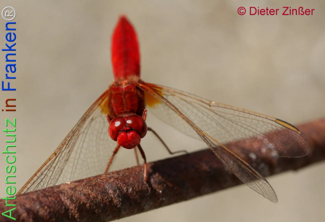 Bild zum Eintrag (1134786-160)