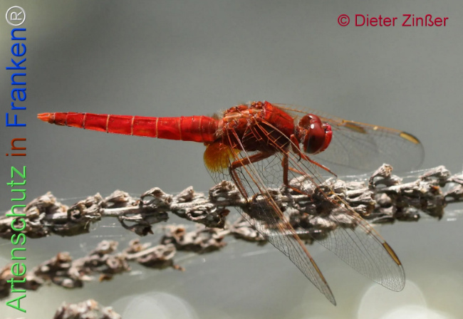 Bild zum Eintrag (1134792-160)