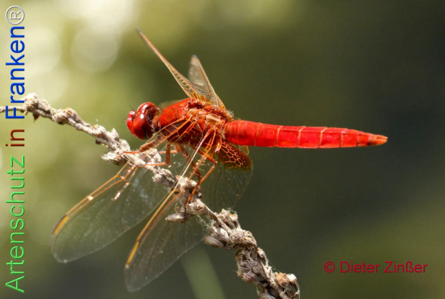 Bild zum Eintrag (1134793-160)