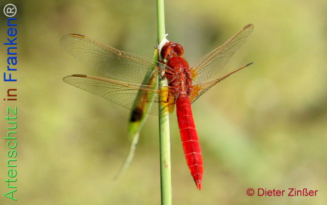 Bild zum Eintrag (1134794-160)