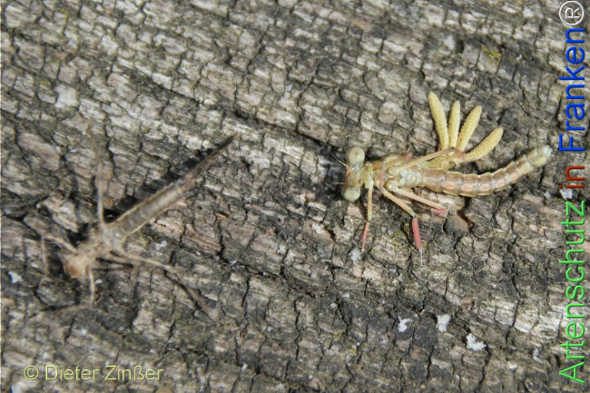 Bild zum Eintrag (1134830-160)