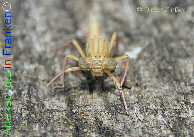 Bild zum Eintrag (1134831-160)