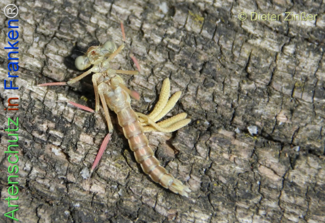 Bild zum Eintrag (1134832-160)