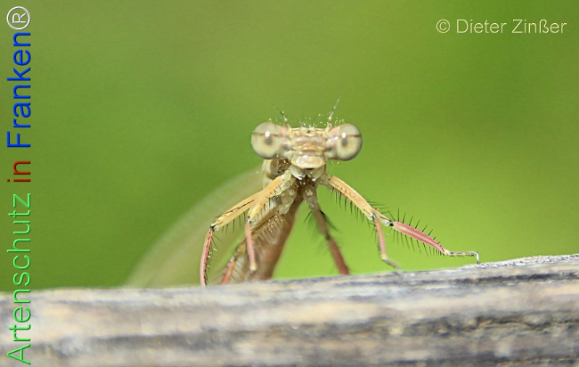 Bild zum Eintrag (1134839-160)