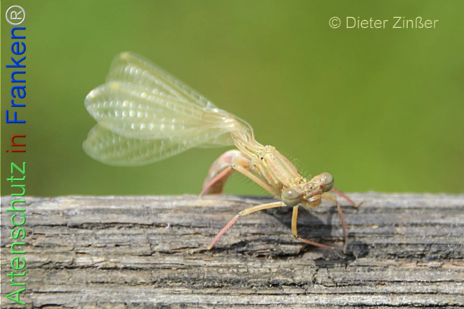 Bild zum Eintrag (1134840-160)