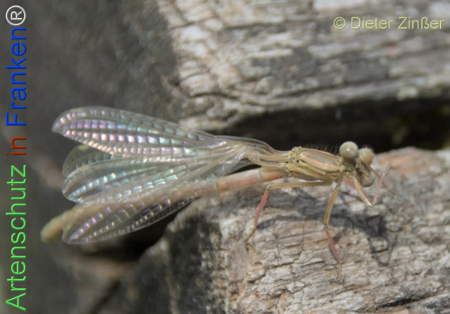 Bild zum Eintrag (1134841-160)