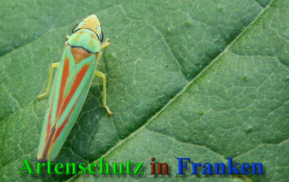 Bild zum Eintrag (1134915-160)