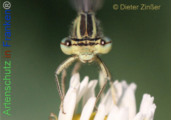 Bild zum Eintrag (1134930-160)