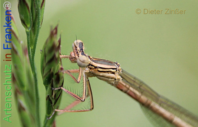 Bild zum Eintrag (1134936-160)