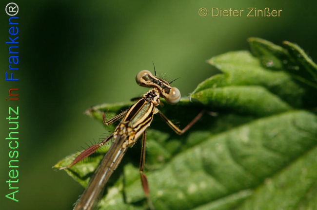 Bild zum Eintrag (1134937-160)