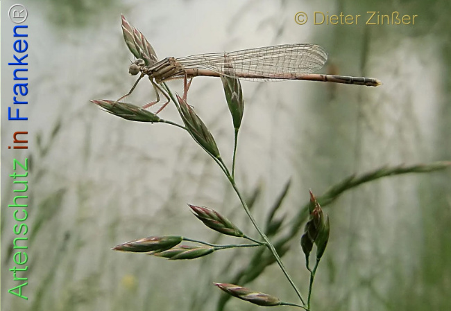 Bild zum Eintrag (1134938-160)