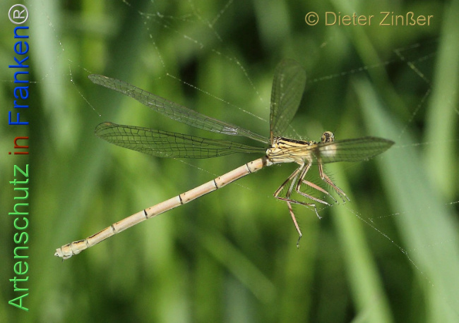 Bild zum Eintrag (1134939-160)