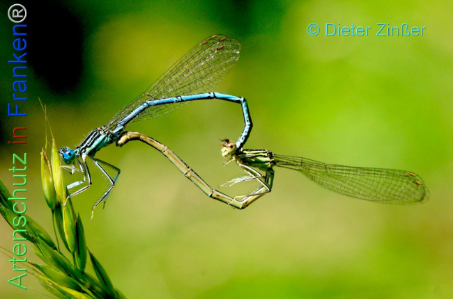 Bild zum Eintrag (1134946-160)