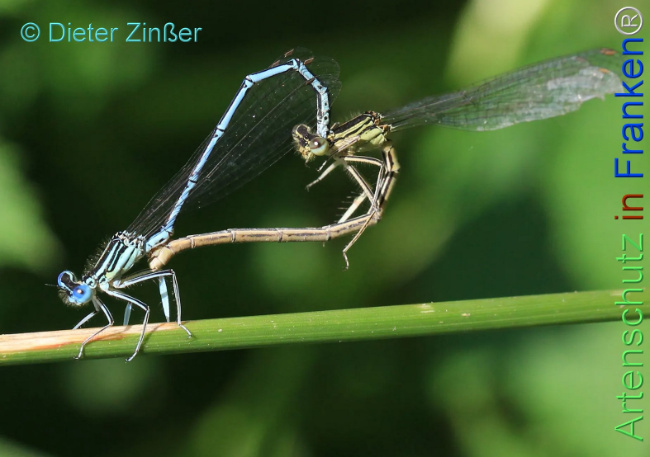 Bild zum Eintrag (1134947-160)