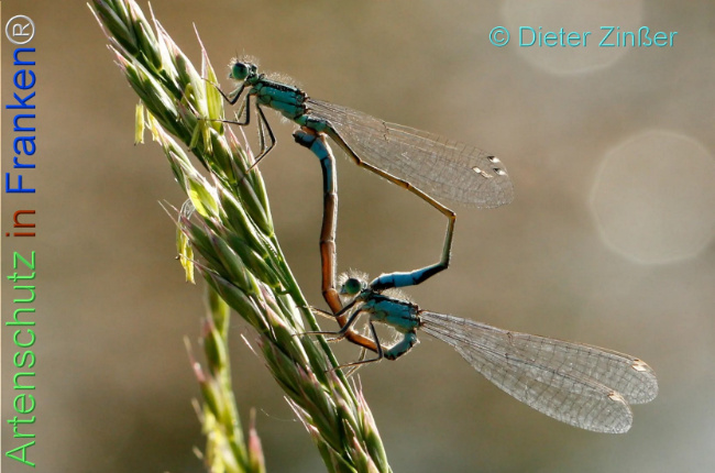 Bild zum Eintrag (1134948-160)