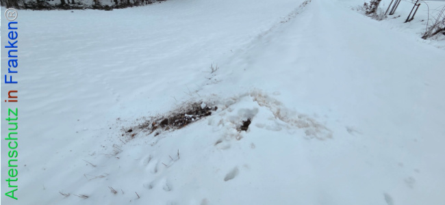 Bild zum Eintrag (1134957-160)