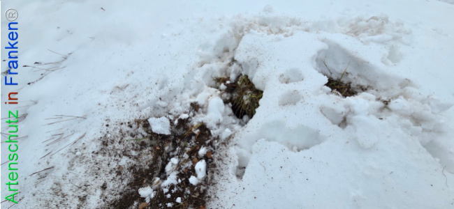 Bild zum Eintrag (1134959-160)