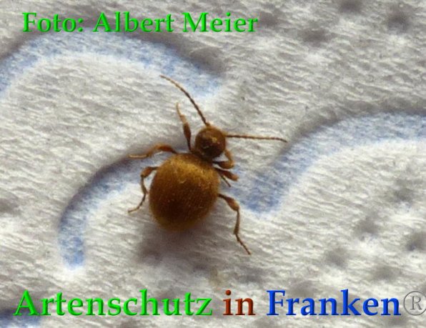 Bild zum Eintrag (1134990-160)