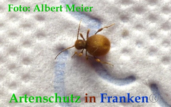 Bild zum Eintrag (1134991-160)