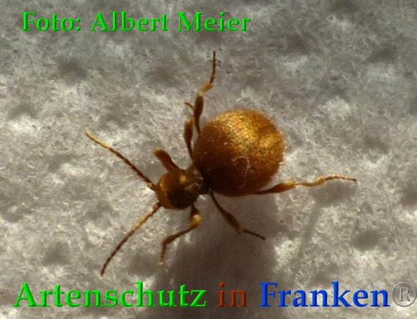 Bild zum Eintrag (1134993-160)