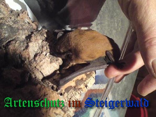 Bild zum Eintrag (1135018-160)