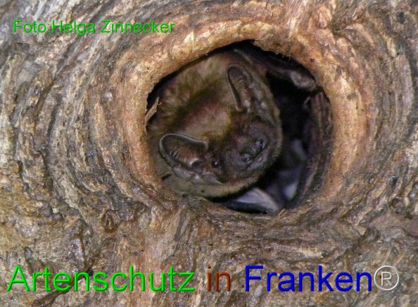 Bild zum Eintrag (1135021-160)