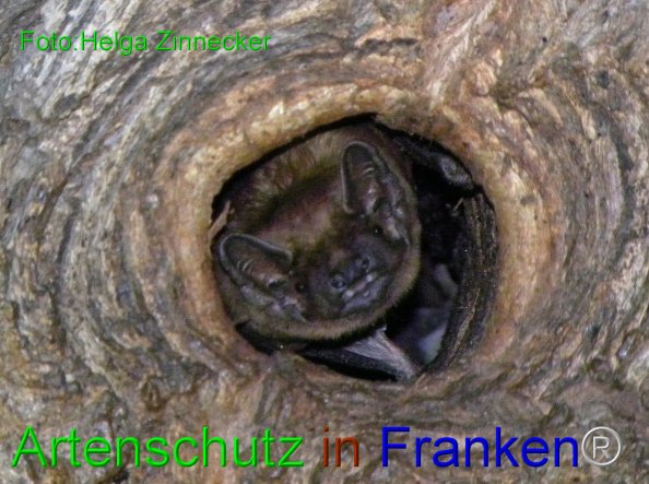 Bild zum Eintrag (1135022-160)