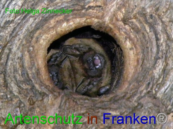 Bild zum Eintrag (1135023-160)