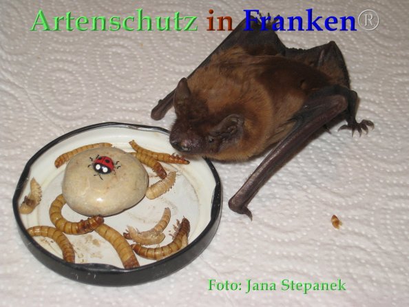 Bild zum Eintrag (1135024-160)