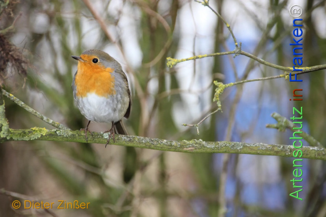 Bild zum Eintrag (1135249-160)