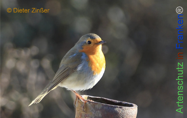 Bild zum Eintrag (1135250-160)