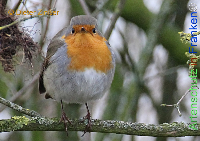 Bild zum Eintrag (1135259-160)