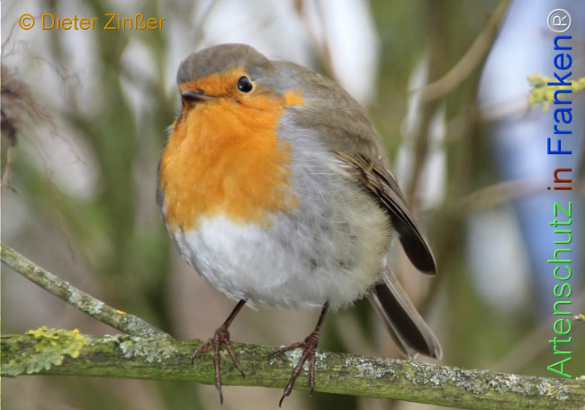 Bild zum Eintrag (1135260-160)