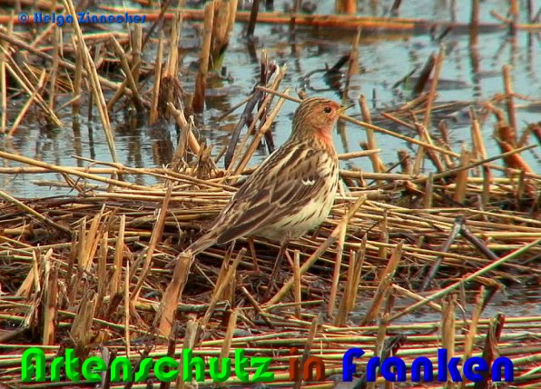 Bild zum Eintrag (1135308-160)