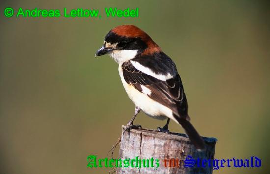 Bild zum Eintrag (1135312-160)