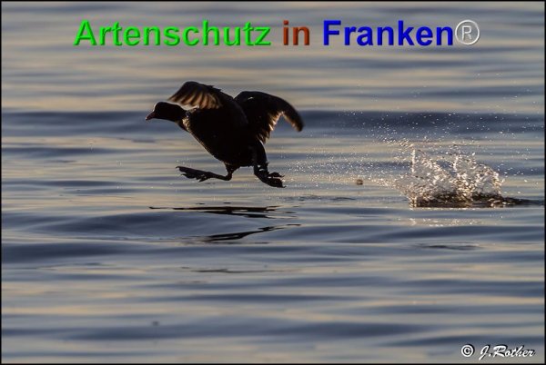 Bild zum Eintrag (1135478-160)